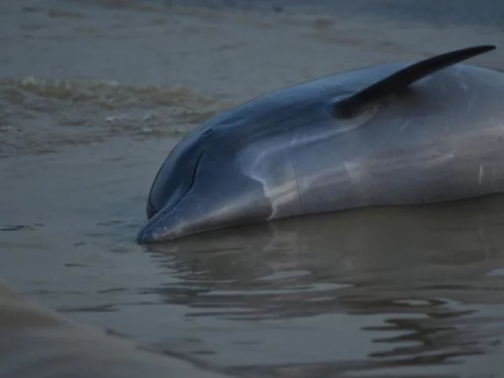 More than 100 dolphins dead in Amazon as water hits 102 degrees Fahrenheit