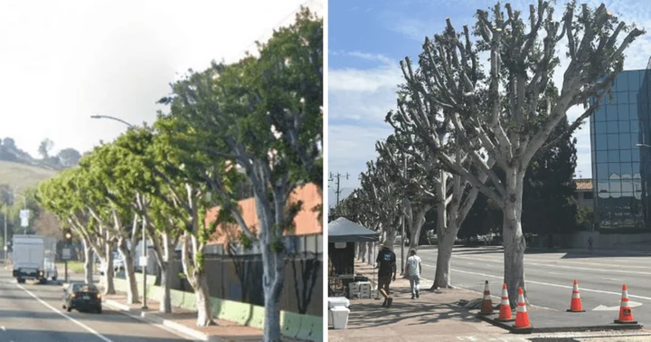 What is Tree Law? Universal Studios blasted for trimming trees providing shade to striking actors in sweltering heat